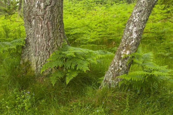 Europe, Scotland, Cairngorm NP Forest ferns